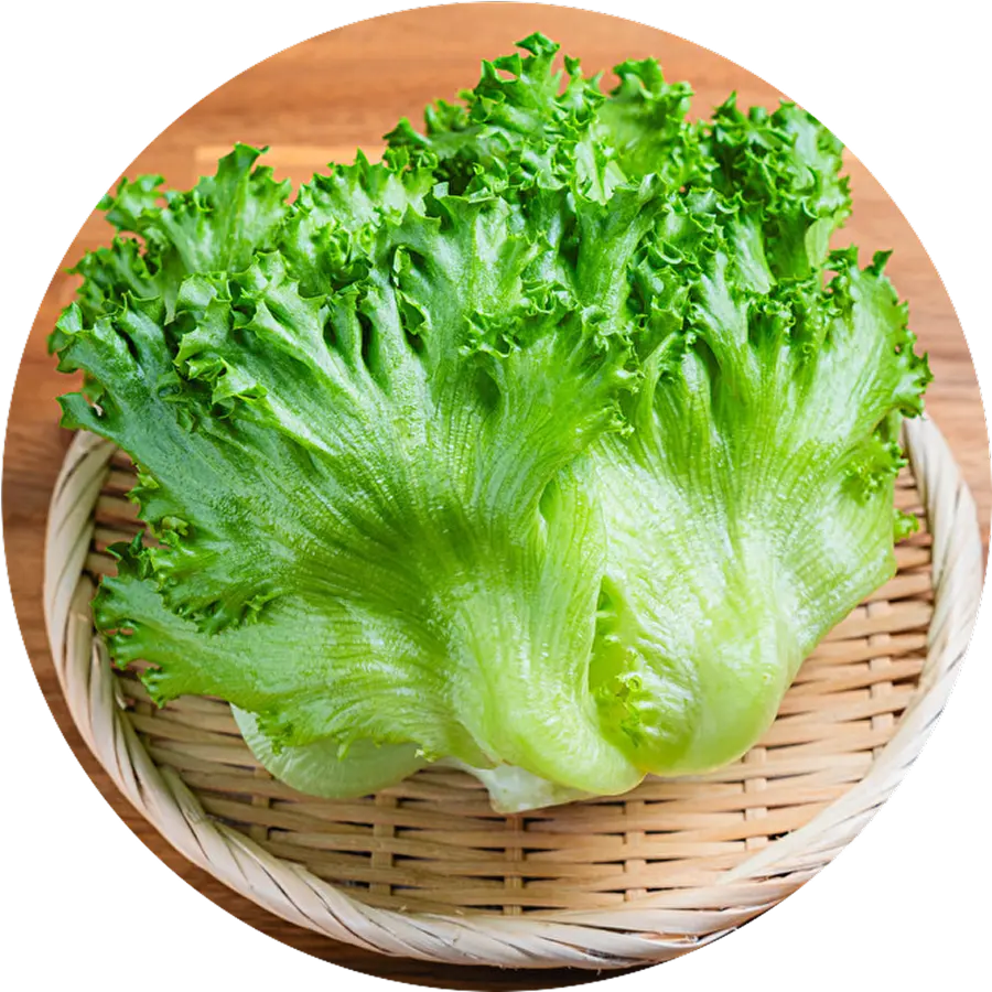 洗わずそのまま食べられるフリルレタス